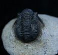 Small Gerastos Trilobite From Morocco #2290-2